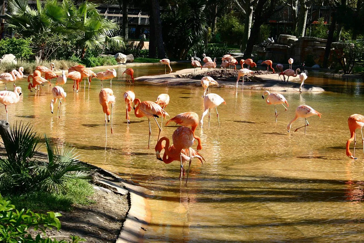 Zoo, Barcelona